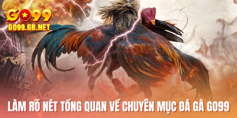 Làm rõ nét tổng quan về chuyên mục đá gà GO99